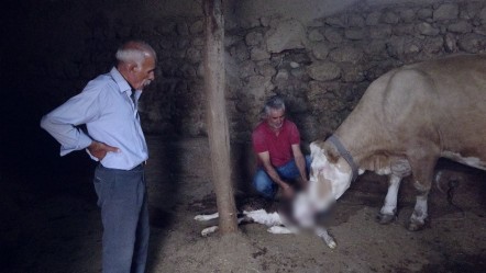 Milyonda bir ihtimal gerçekleşti! Görenler şoke oldu: Yetkililerle irtibata geçtiler - Yaşam