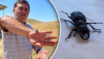 Nesli tükenme tehlikesi altında: Öldürmenin cezası 557 bin TL! "Daha önce böylesini hiç görmedim" - Yaşam