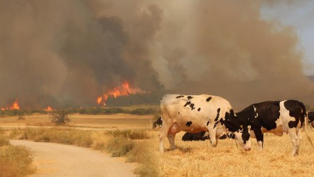Şarköy'deki orman yangını Çanakkale'ye sıçradı! Hayvanlar tarlalarda bekletiliyor - Gündem