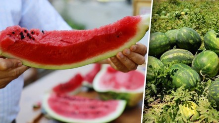 Sosyal medya günlerdir bunu tartışıyor: Türkiye'nin en iyi karpuzu nerede yetişir? Peş peşe açıklamalar - Ekonomi
