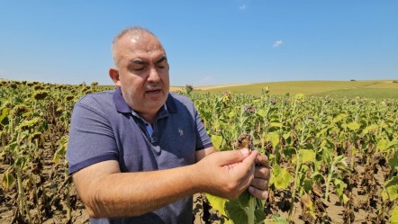 Yağış olmadı, çiftçi umutsuz! Kuraklık hasat zamanını buldu, verim deposunda yüzler düştü - Yaşam