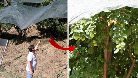 Önce yalancı bahar, sonra kara kış! Fiyatlar yüzde 20 arttı: Tek tek toplayıp, gram gram satıyorlar - Ekonomi