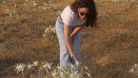 Koparsalar 387 bin lira ceza ödeyeceklerdi! Kum zambakları bütün sahile yayıldı - Yaşam