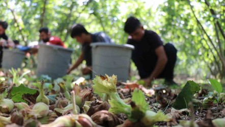 Ordu'da fındık yevmiyesi belli oldu! İşte katırcı, çuvalcı ve işçi ücretleri - Ekonomi