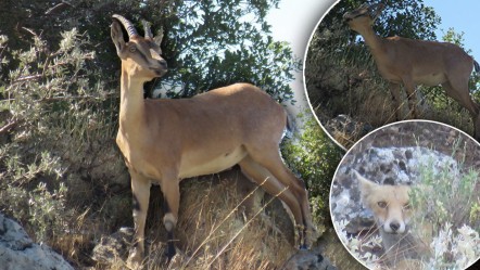 Sürü halinde geldiler, yetkililer 'Yaklaşmayın, sessiz kalın' diye uyardı - Yaşam