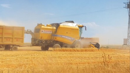 1 ay sürecek hummalı hasat başladı! Bir nokta çiftçiyi kara kara düşündürüyor - Ekonomi