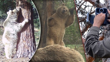 Bilim adamları incelemeye aldı: Neden hepsi aynı yerde kaşınıyor? - Yaşam