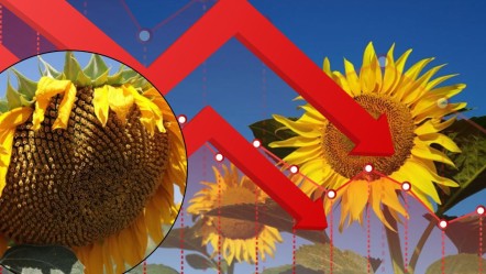 Yağış gelmezse tarımdan vazgeçilecek! Trakya'nın gözbebeği büyük risk altında - Ekonomi