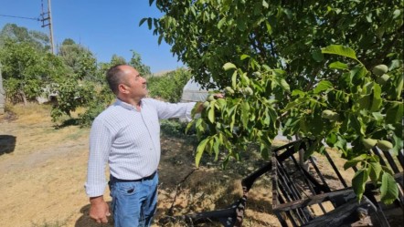 Adı dünya çapında duyuldu, Bitlis'te yetişiyor! Kabuğu ince, taneleri iri, yağ oranı yüksek... - Ekonomi