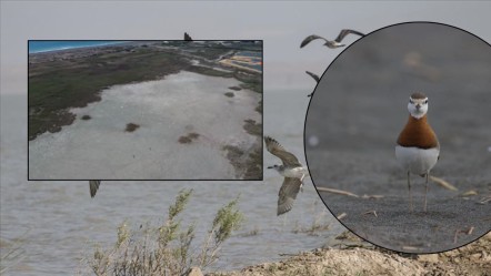 Son 65 yılın en kurak yılı orayı da vurdu! 314 kuş türüne sahip Milleyha'da çöl manzarası... - Yaşam