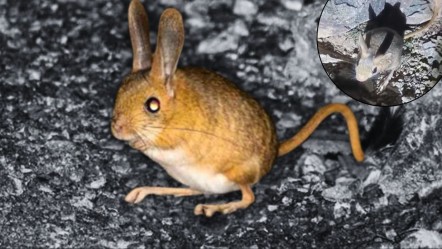 Tunceli'de görüldü! Kırmızı listede bulunuyor, nesli tükenme tehlikesinde! - Yaşam