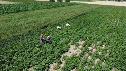Kilosu 15 liradan satılıyor! Üretici memnun kalmadı... - Ekonomi