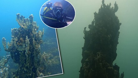 Şu ana kadar Van Gölü'ndeki en büyüğü! Her biri 70-80 metre: Tarla bulduk! - Yaşam