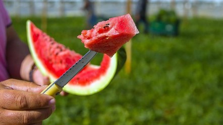Yaz sofralarının vazgeçilmezi karpuzda tehlike! Vakalar giderek artıyor - Gündem