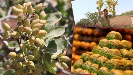 Baklavanın ham maddesi toplanıyor... Kilo fiyatı dudak uçuklatıyor! Boz Antep fıstığı hasadı başladı - Ekonomi