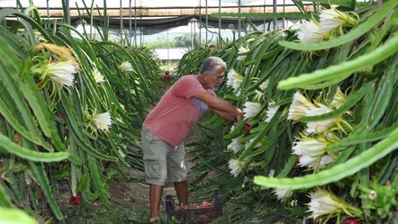 Bir zamanlar lükstü şimdi yerli meyveden ucuz... Hasadı başladı! Kilosu 150 lira - ekonomi