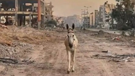 İsrail'den skandal paylaşım: Eşek siyaseti! - Dünya