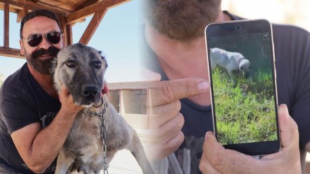 Kangal, koca yılanı böyle etkisiz hale getirdi! O anlar kamerada - Yaşam