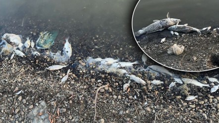 Tekirdağ'da baraj kurudu, balıkların son hali yetkilileri harekete geçirdi - Gündem