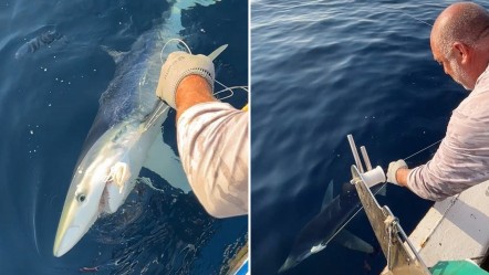 2,5 metre boyunda, 100 kilogram ağırlığında! Oltasına takılına ne yapacağını şaşırdı - Yaşam