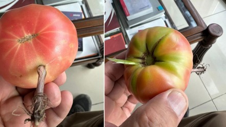 Yılların çiftçisini bahçesindeki domates şaşkına çevirdi: Gözlerimize inanamadık - Yaşam