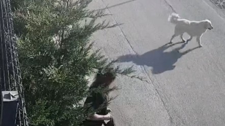 Başıboş sokak köpekleri, işe giden kadına saldırdı - Gündem