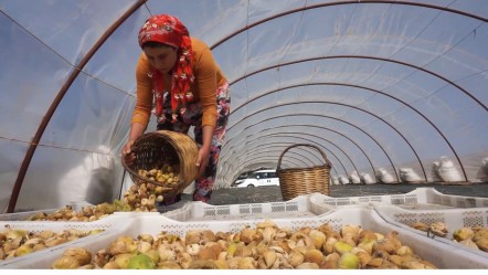 Hasat rekor ücretle başladı! 33 günlük işçi maaşı 90 bin TL - Ekonomi