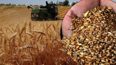 Türkiye buğdayda dışa mı bağımlı? "Rekolte 18, ithalat 10 milyon ton" iddialarına yalanlama! - Gündem