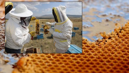 800 tonluk hasat bekleniyor! Kuraklığın vurduğu 2025 yılında yüksek üretim beklentisi - Ekonomi