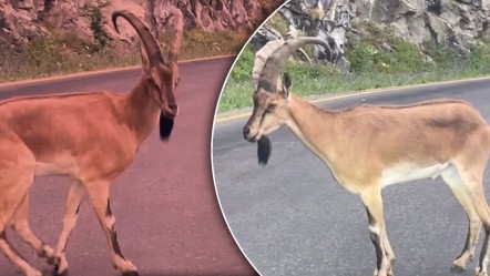 Bu hayvana dikkat! Giresun'da yolu birbirine kattı, şoförler ne yapacağını şaşırdı - Yaşam