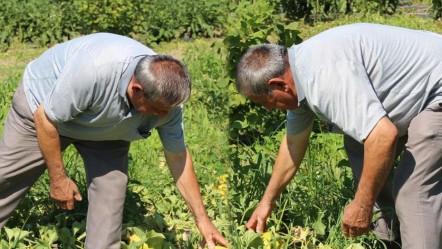 Aromasıyla damak çatlatıyor, baldan tatlı... Tarlada 25, markette 40 TL - Ekonomi