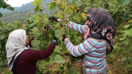 Valilik açıkladı! İşte fındık işçisinin yevmiyesi - Ekonomi