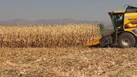 Çiftçiler kuraklığa rağmen umutlu! Ürün kalitesi harika, rekolte beklentisi 700 kilo - Ekonomi
