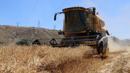 Hasat başladı, beklenti yüksek! Bu kentte çiftçinin yüzü gülüyor - Ekonomi