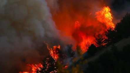Orman yangınları harekete geçirdi! Kökten çözüm için yeni karar - Yaşam