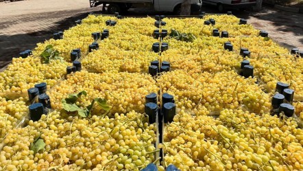 Tarlada 50 TL! Hasat sonrası pazarlarda yerini almaya başladı - Ekonomi