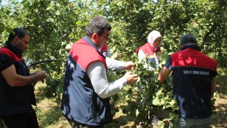 Düzce'de fındık hasat tarihi belli oldu - Ekonomi