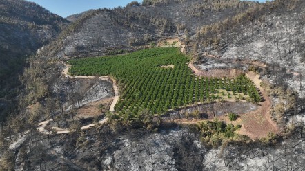 Gürsu'da her yer yandı sadece o tarla alevlere teslim olmadı! Sebebi ortaya çıktı: Meğer... - Gündem