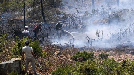 Havai fişek patlatıp yangın çıkarmışlardı! Hakim 100 ağaç dikme cezası verdi - Gündem