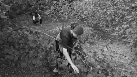 O tarih sektörü ayağa kaldırdı: Fındık hasadı tartışma konusu oldu! 'Eğer rekolte tespiti yapılırsa...' - ekonomi