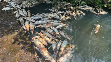 Bartın Irmağı'ndan korkutan görüntü geldi, balık tutmak yasaklandı! - Yaşam