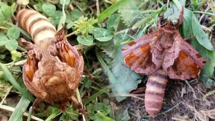 Böylesini ilk kez gördü, ne olduğunu anlamadı! Gizemli böceğin türü ortaya çıktı - Yaşam