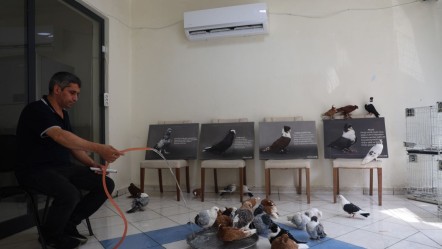 Bu otelde güvercinlere 5 yıldızlı hizmet var! Klima açık, banyolar hazır - Yaşam