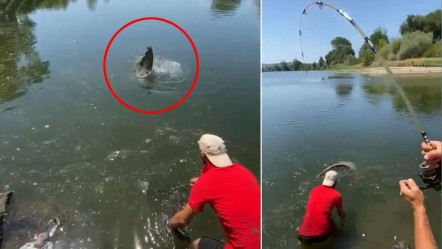 Meriç Nehri'nden oltayla devasa yayın balığı yakaladılar! Ağırlığı tam 73 kilo - Yaşam