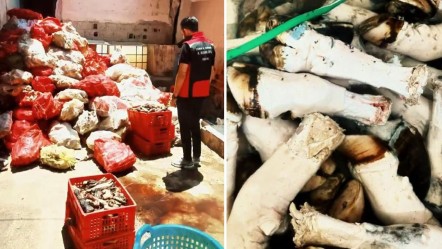 Yine Adana yine gıda skandalı! Vatandaşa yedireceklerdi, 5 ton yakalandı - Ekonomi