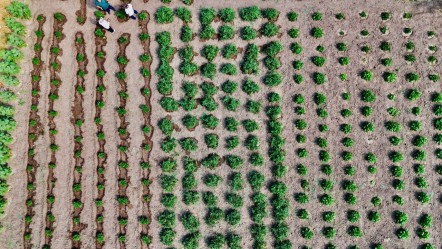 Hibe ile üretime başlanmıştı! 14 bin ton verim hedefleniyor - Ekonomi