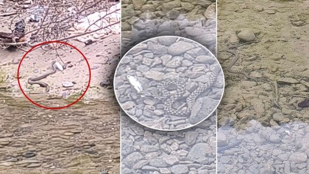 Piknik için gittiler, belgesel gibi kaydettiler! Osmaniye'de yılanın balık avı kameraya yansıdı - Yaşam