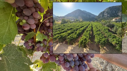 6 dönümde 5 çeşit ürünle marka haline geldi! En küçük salkım 1 kilo veriyor - Ekonomi