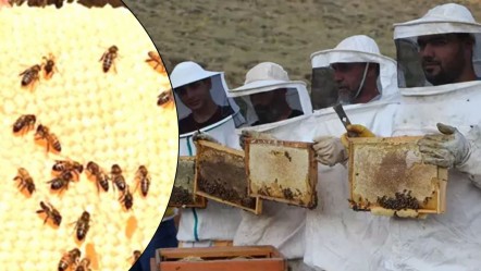 AB'den tescillendi, ilk hasat yapıldı! Yıllık 1445 ton üretim - Ekonomi