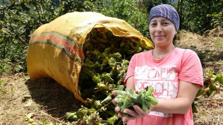 Karadeniz'in en büyük gelir kaynaklarından! Hasat başladı: Bu sene kilosu kaç TL olacak? - Ekonomi